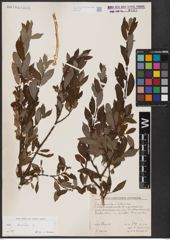 Foto von Salix aurita L.